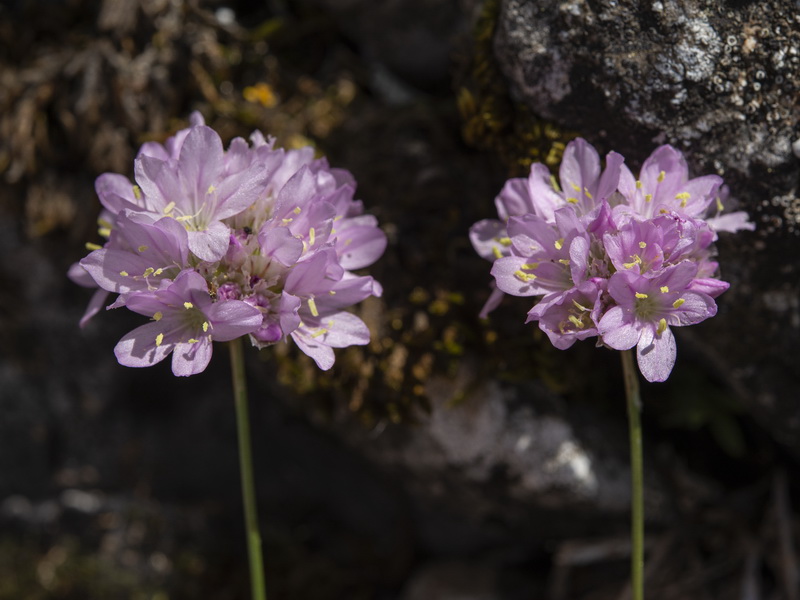 Armeria trianoi.64