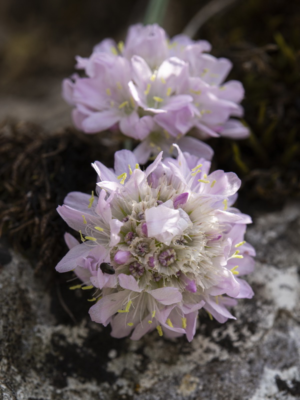 Armeria trianoi.65