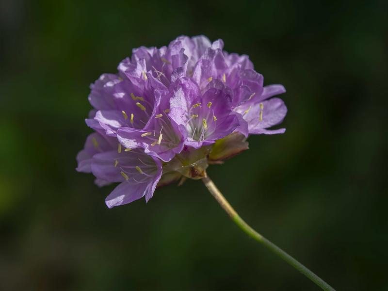 Armeria trianoi.66