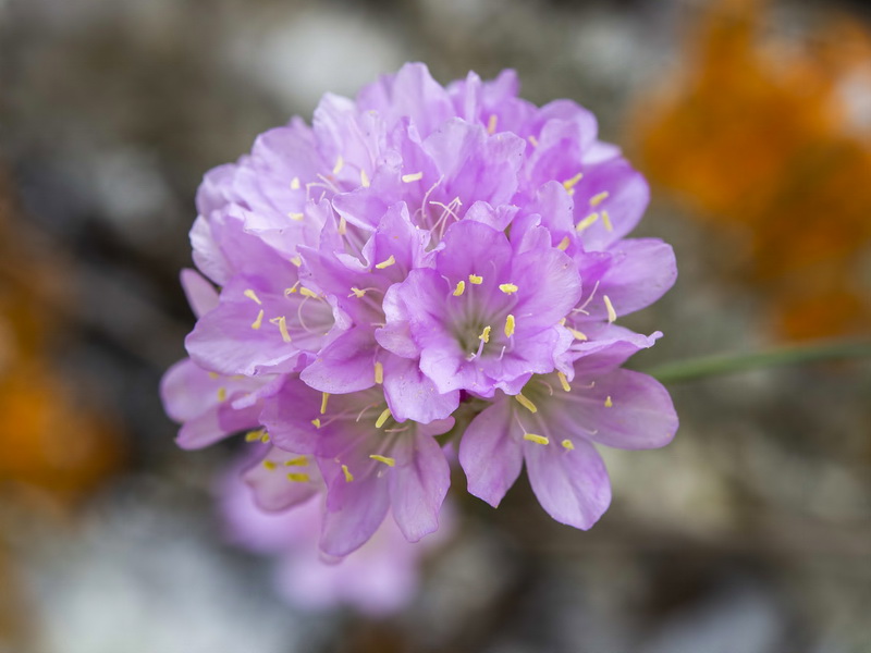 Armeria trianoi.68