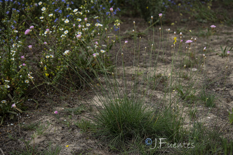 Armeria velutina.01