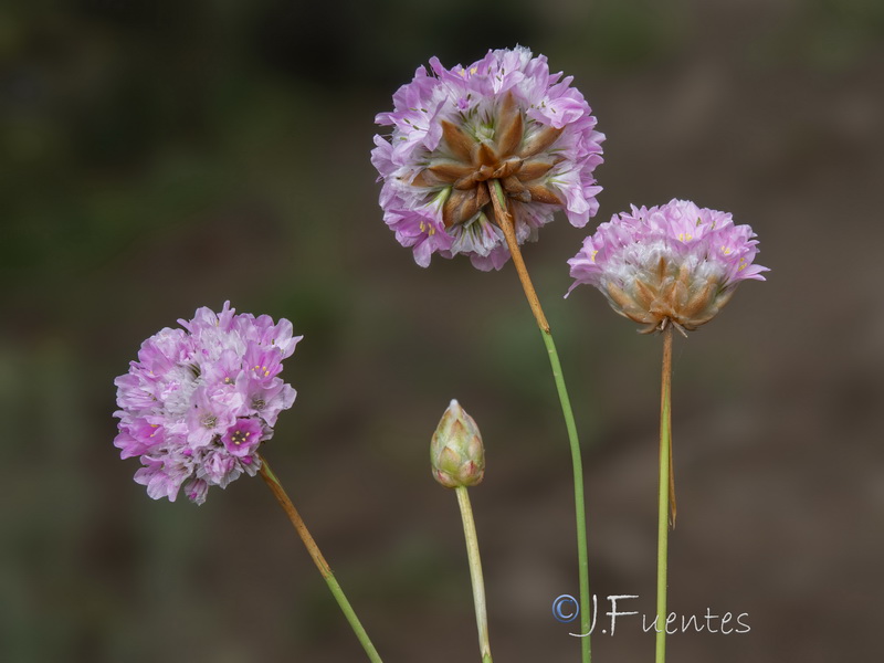Armeria velutina.06