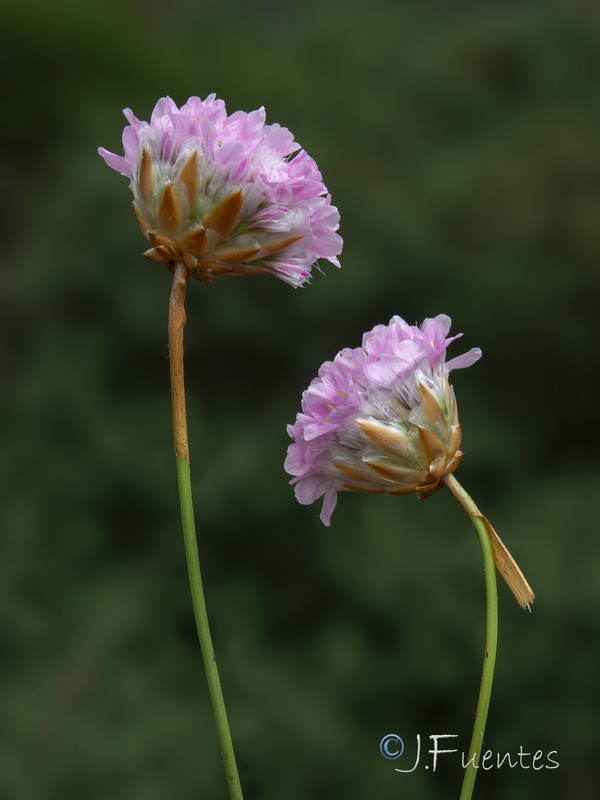 Armeria velutina.07