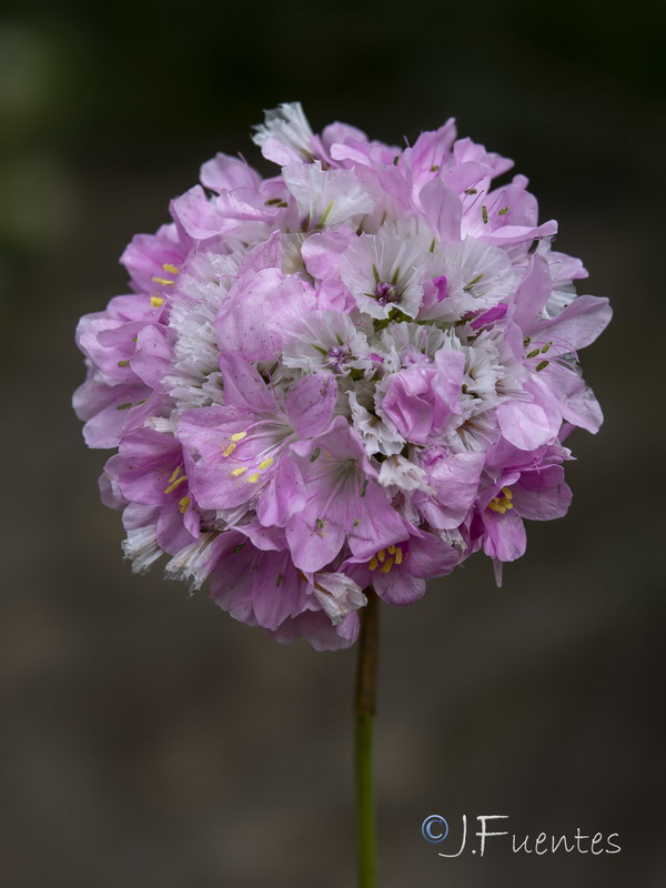 Armeria velutina.08