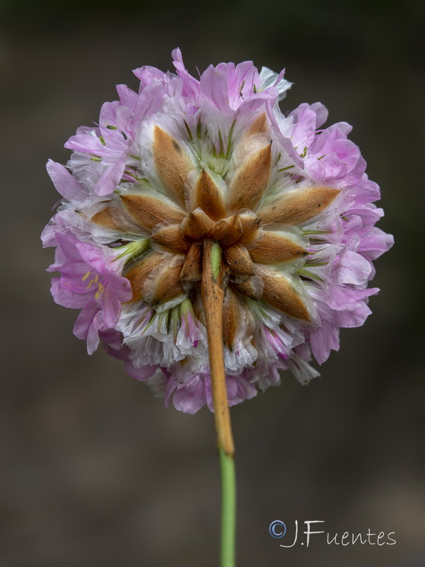 Armeria velutina.09