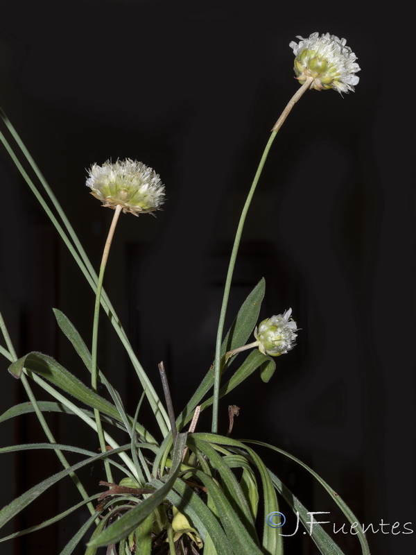 Armeria villosa bernisii.01
