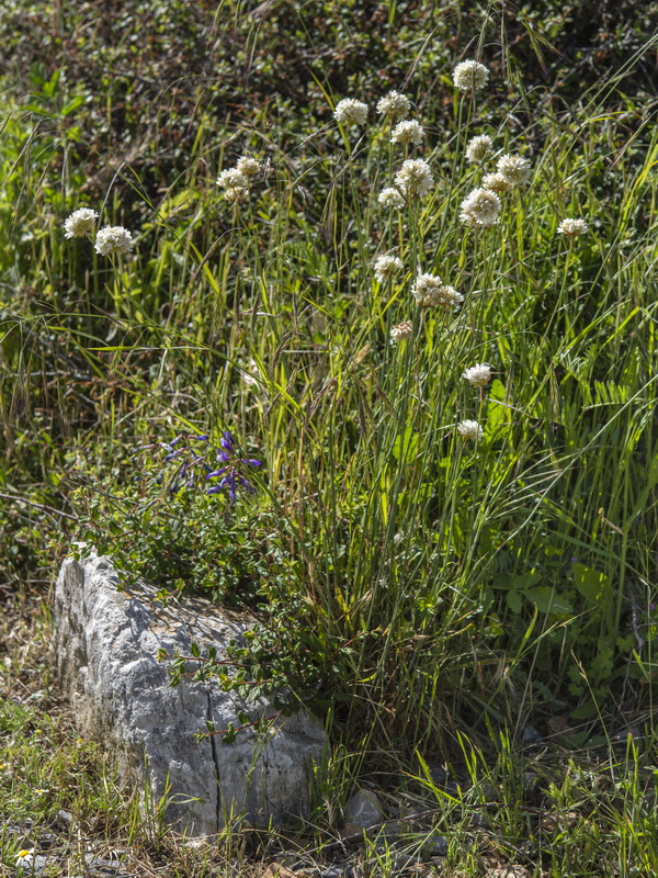 Armeria villosa bernisii.06