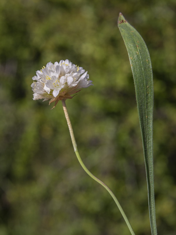 Armeria villosa bernisii.09