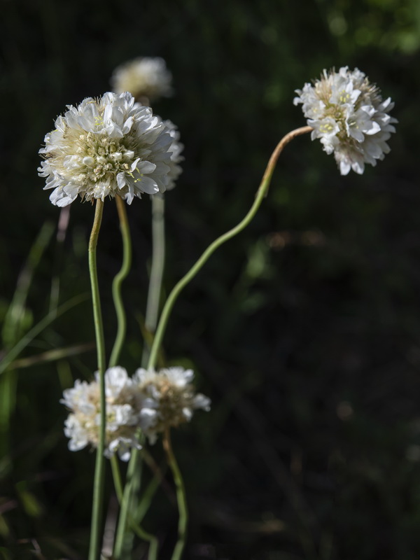 Armeria villosa bernisii.10