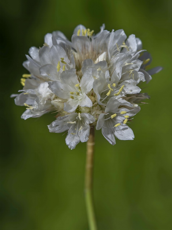 Armeria villosa bernisii.12