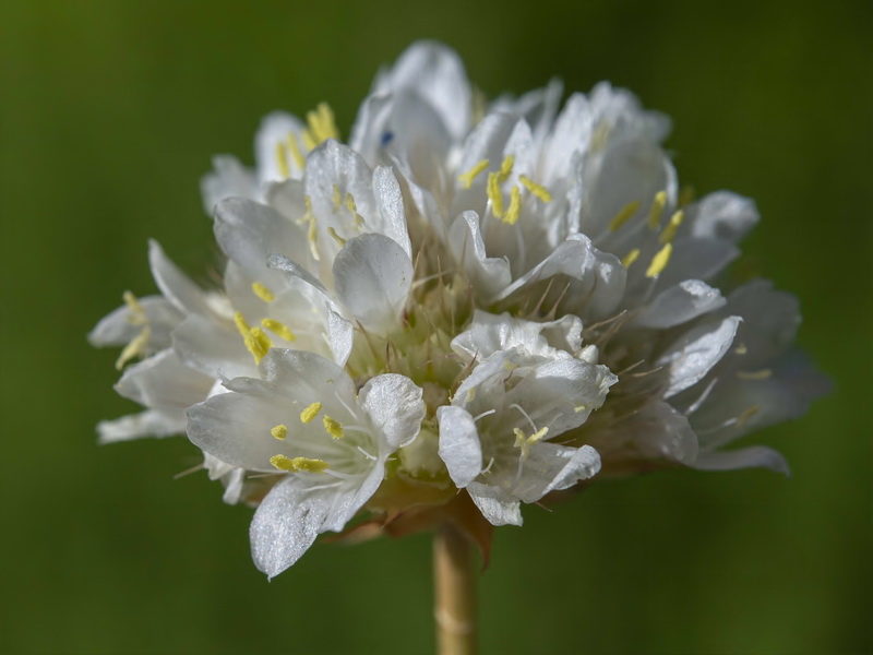 Armeria villosa bernisii.13