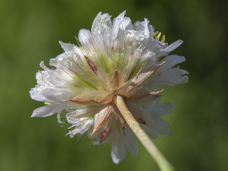 Armeria villosa bernisii.14