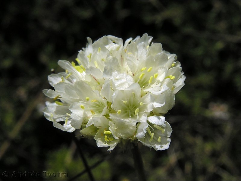 armeria villosa bernisii04