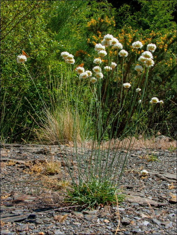 armeria villosa bernisii12