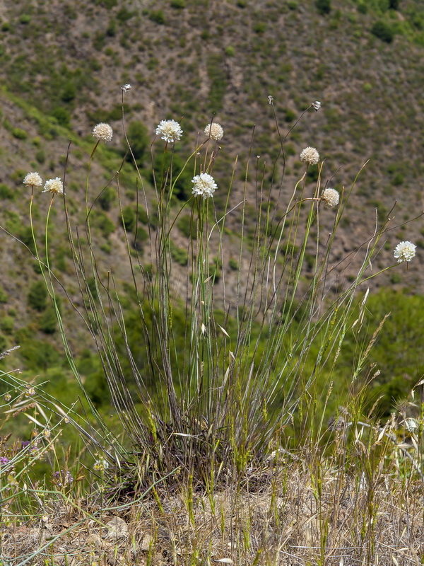 Armeria villosa carratracensis.01