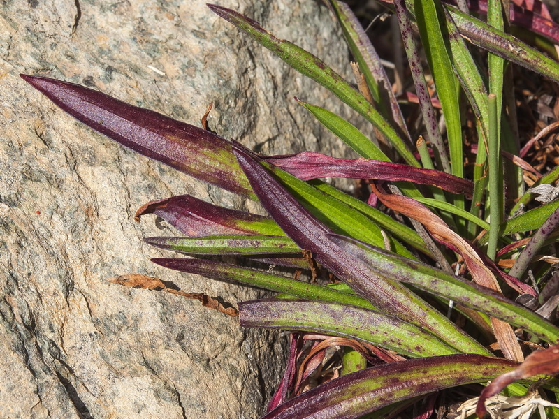 Armeria villosa carratracensis.04