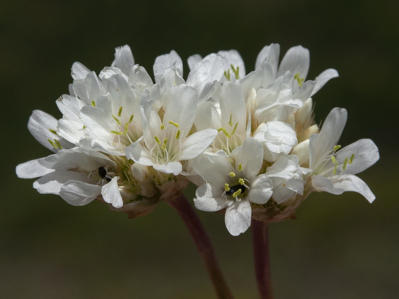 Armeria villosa carratracensis.10