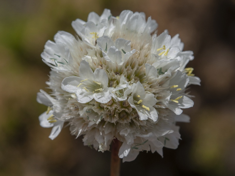 Armeria villosa carratracensis.12