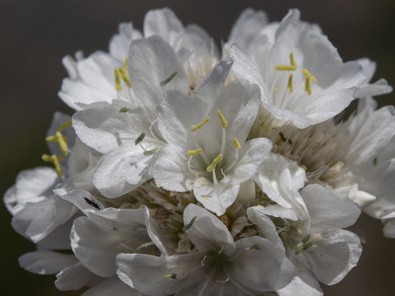 Armeria villosa carratracensis.14