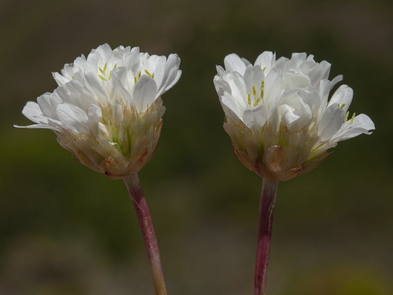 Armeria villosa carratracensis.15