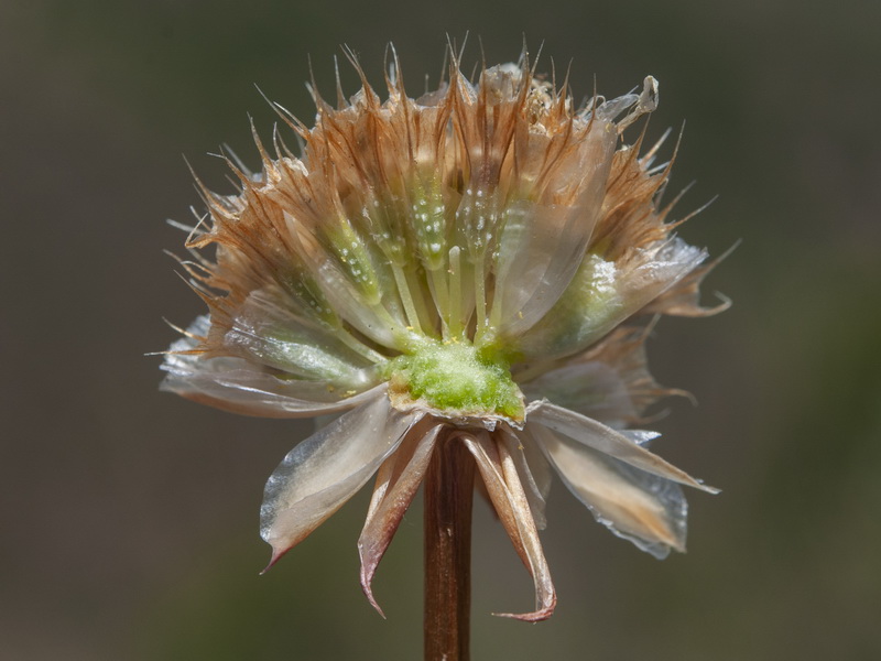 Armeria villosa carratracensis.18