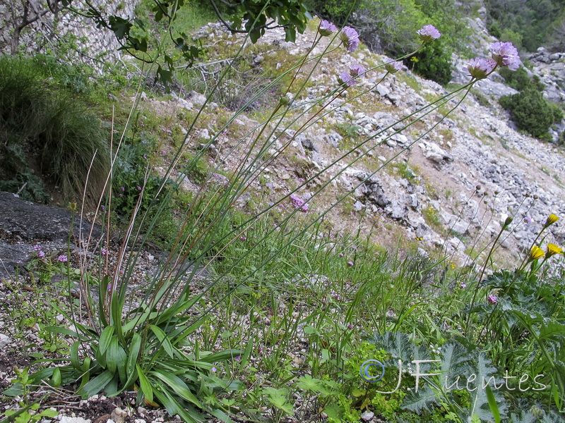 Armeria villosa enritrianoi.01