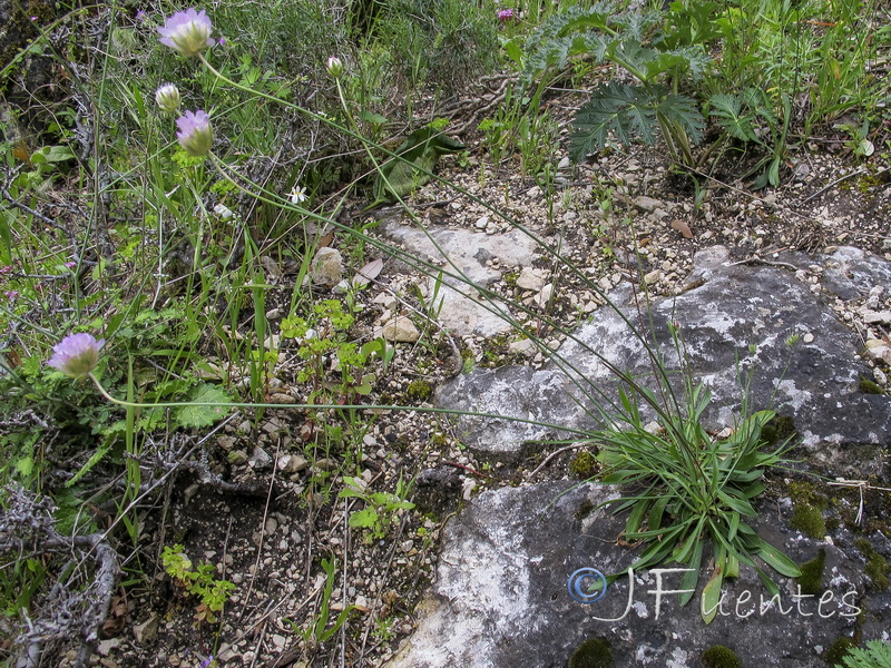 Armeria villosa enritrianoi.02