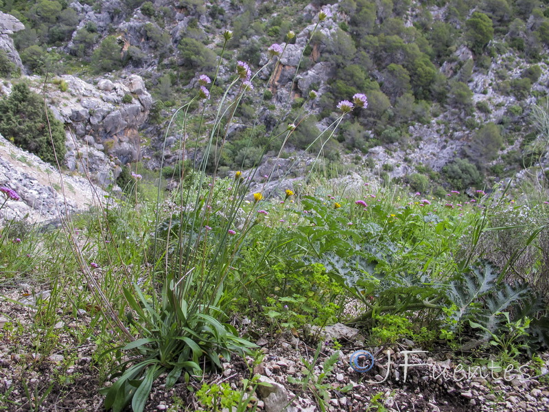 Armeria villosa enritrianoi.03