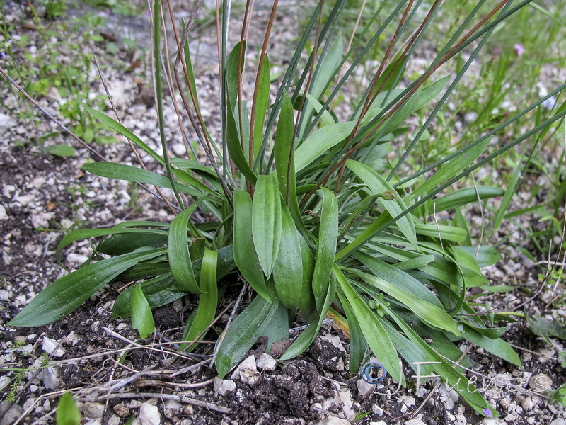 Armeria villosa enritrianoi.04