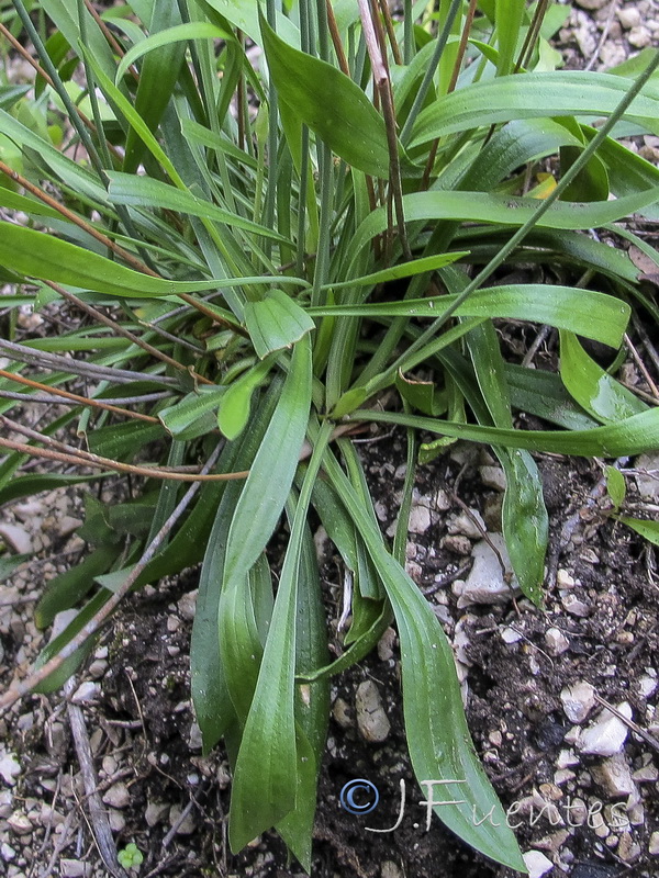 Armeria villosa enritrianoi.05