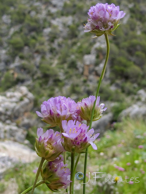 Armeria villosa enritrianoi.06
