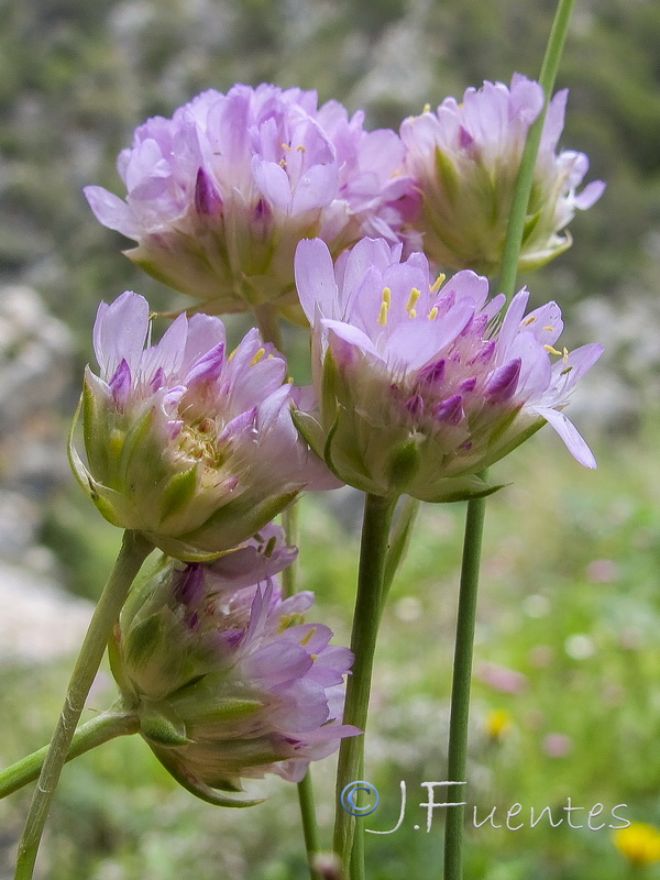 Armeria villosa enritrianoi.07