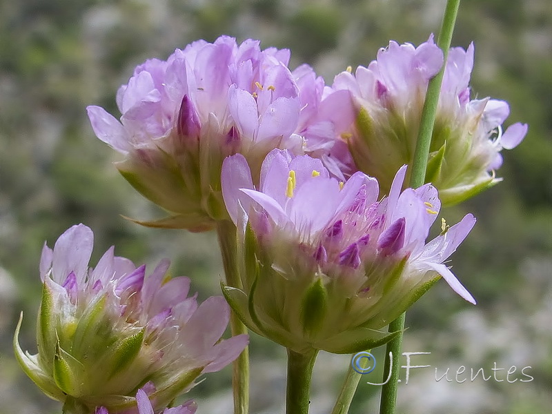 Armeria villosa enritrianoi.08
