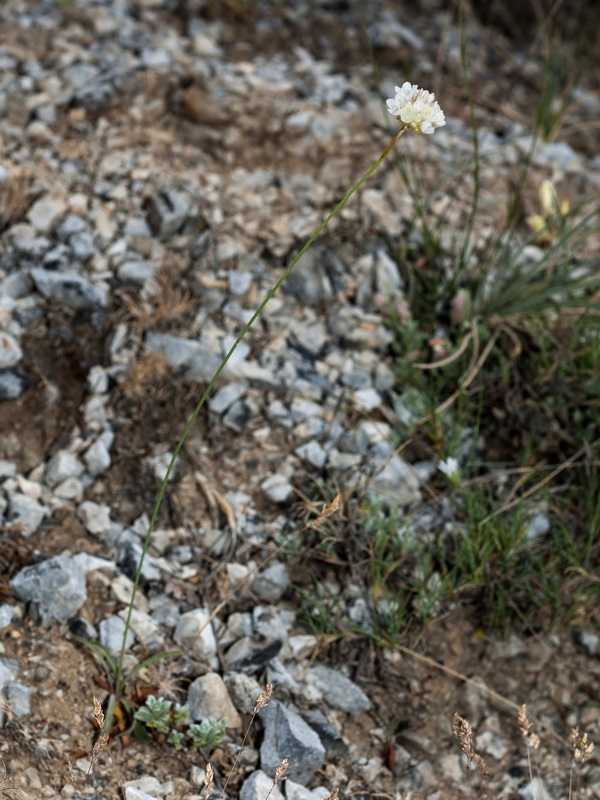 Armeria villosa longiaristata.01