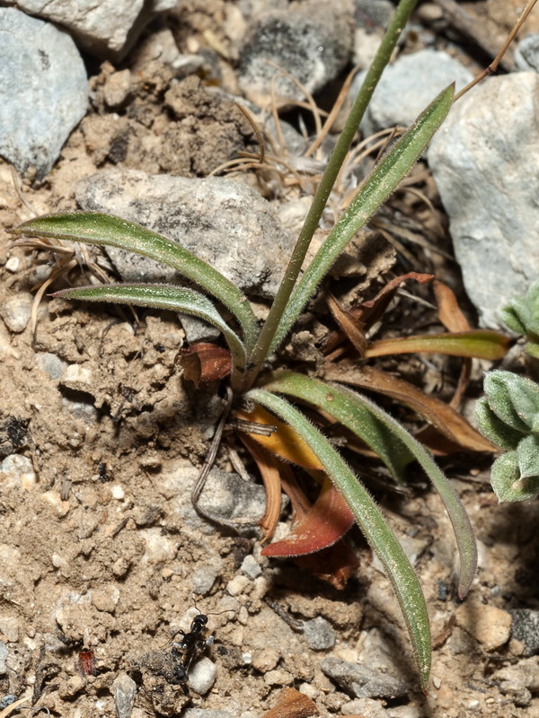 Armeria villosa longiaristata.02