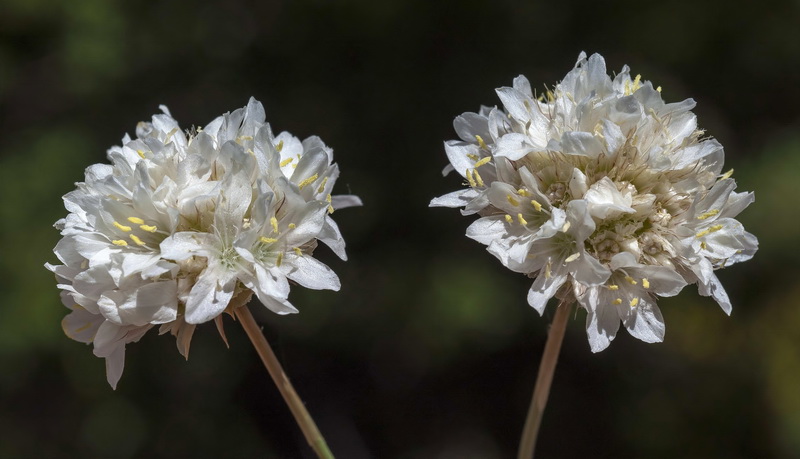 Armeria villosa longiaristata.03