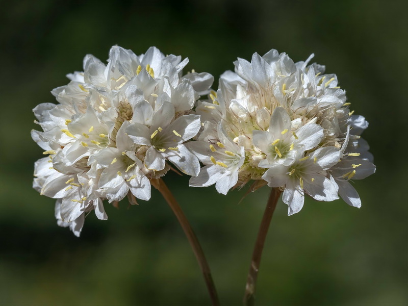 Armeria villosa longiaristata.04