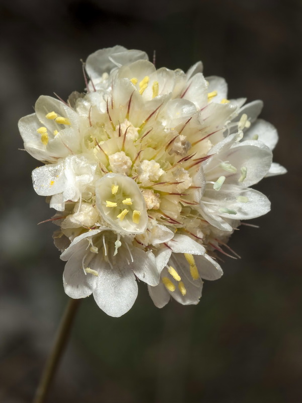 Armeria villosa longiaristata.05
