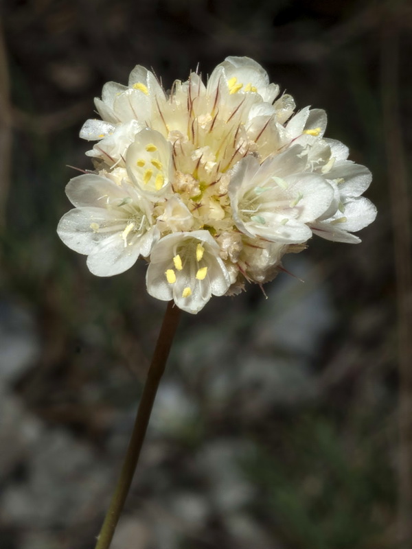 Armeria villosa longiaristata.06