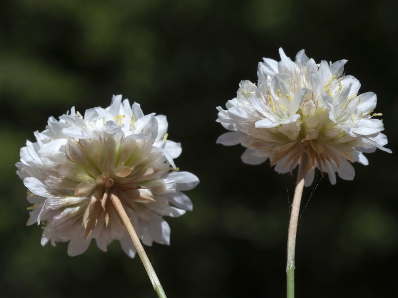 Armeria villosa longiaristata.08