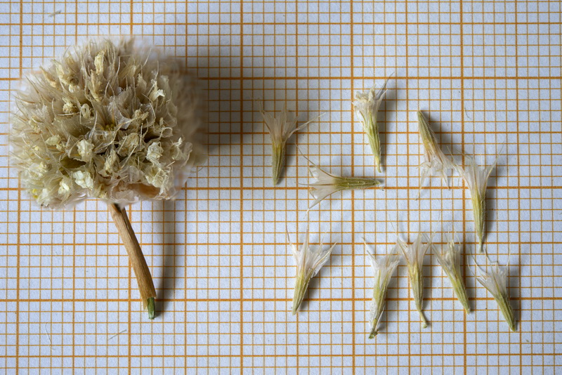 Armeria villosa longiaristata