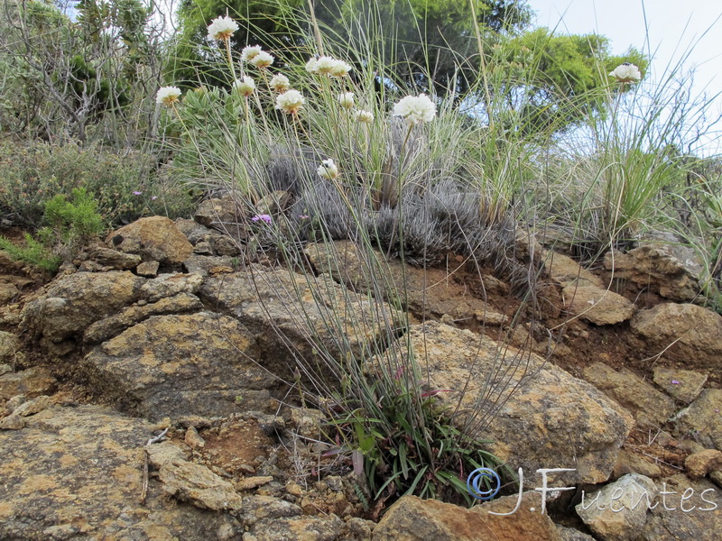 Armeria villosa serpentinicola.01