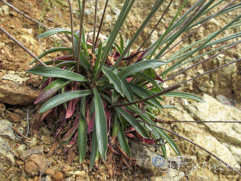 Armeria villosa serpentinicola.04