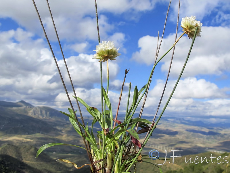 Armeria villosa serpentinicola.05