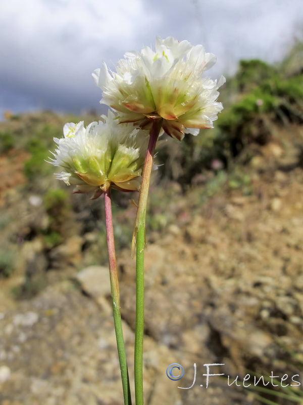 Armeria villosa serpentinicola.10