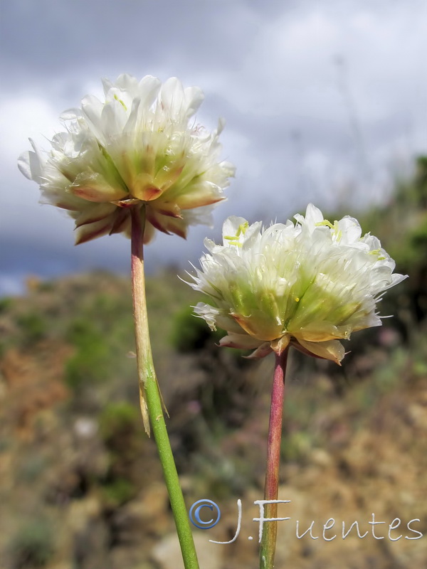 Armeria villosa serpentinicola.11