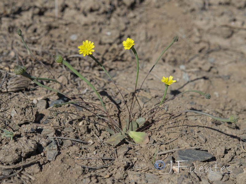 Arnoseris minima.05
