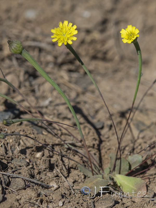 Arnoseris minima.06