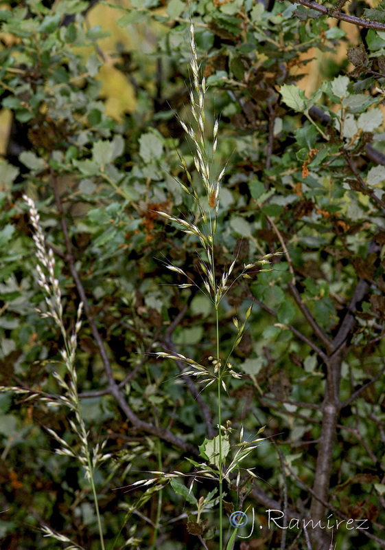 Arrhenatherum album album.01