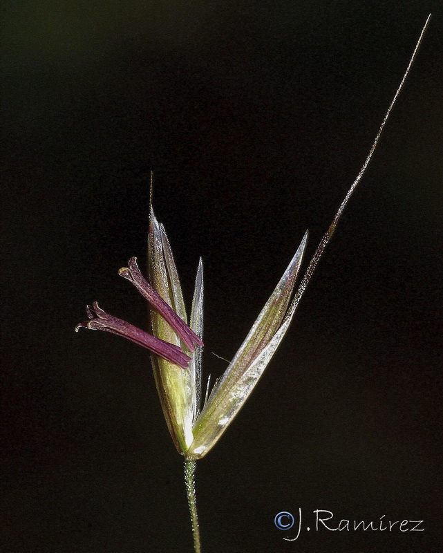 Arrhenatherum elatius baeticum.12